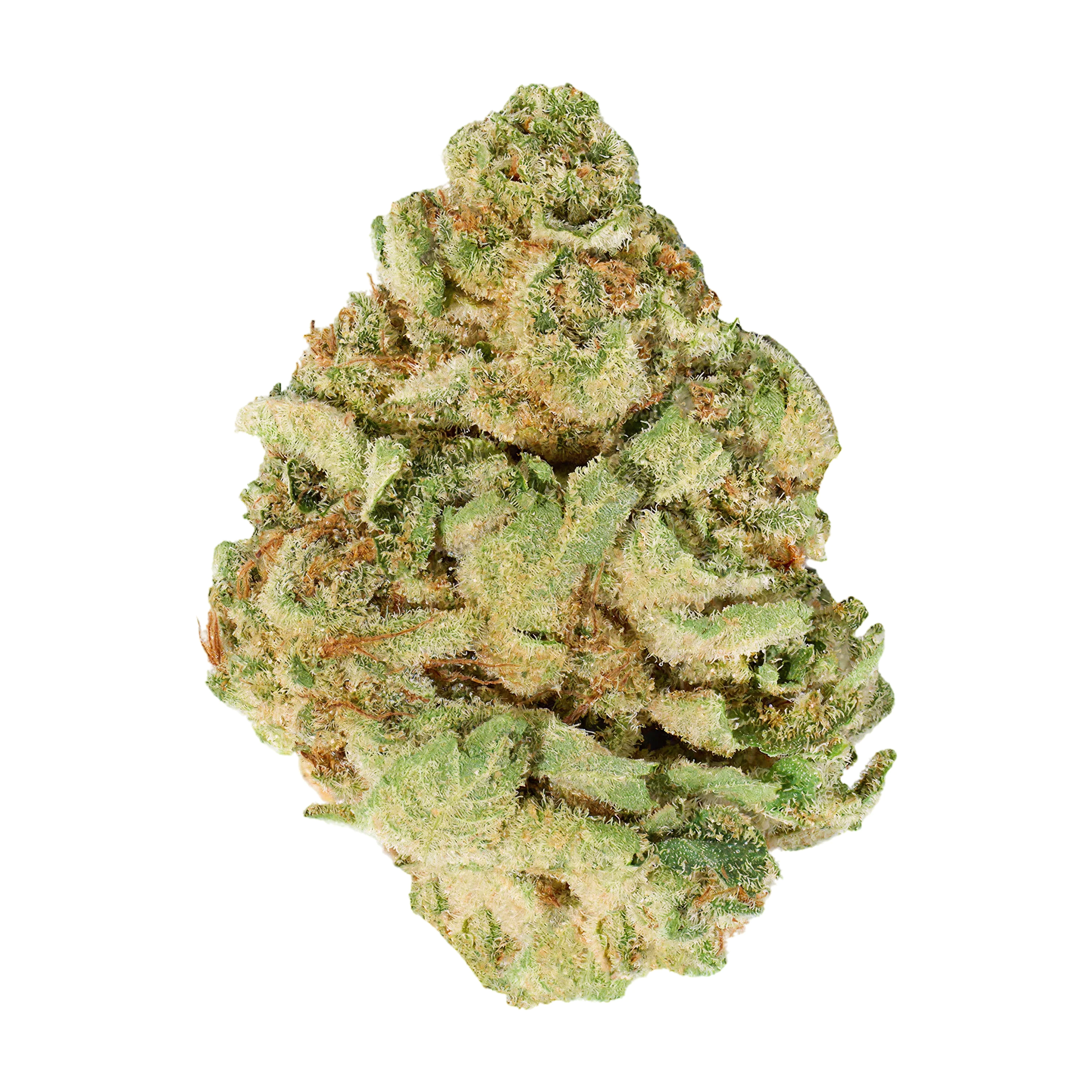 Image of MH MEDPLANT Forbidden Dreams 13/1