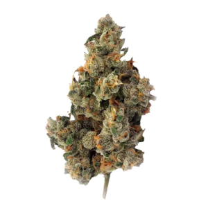 Image of Bathera 27/1 SSH