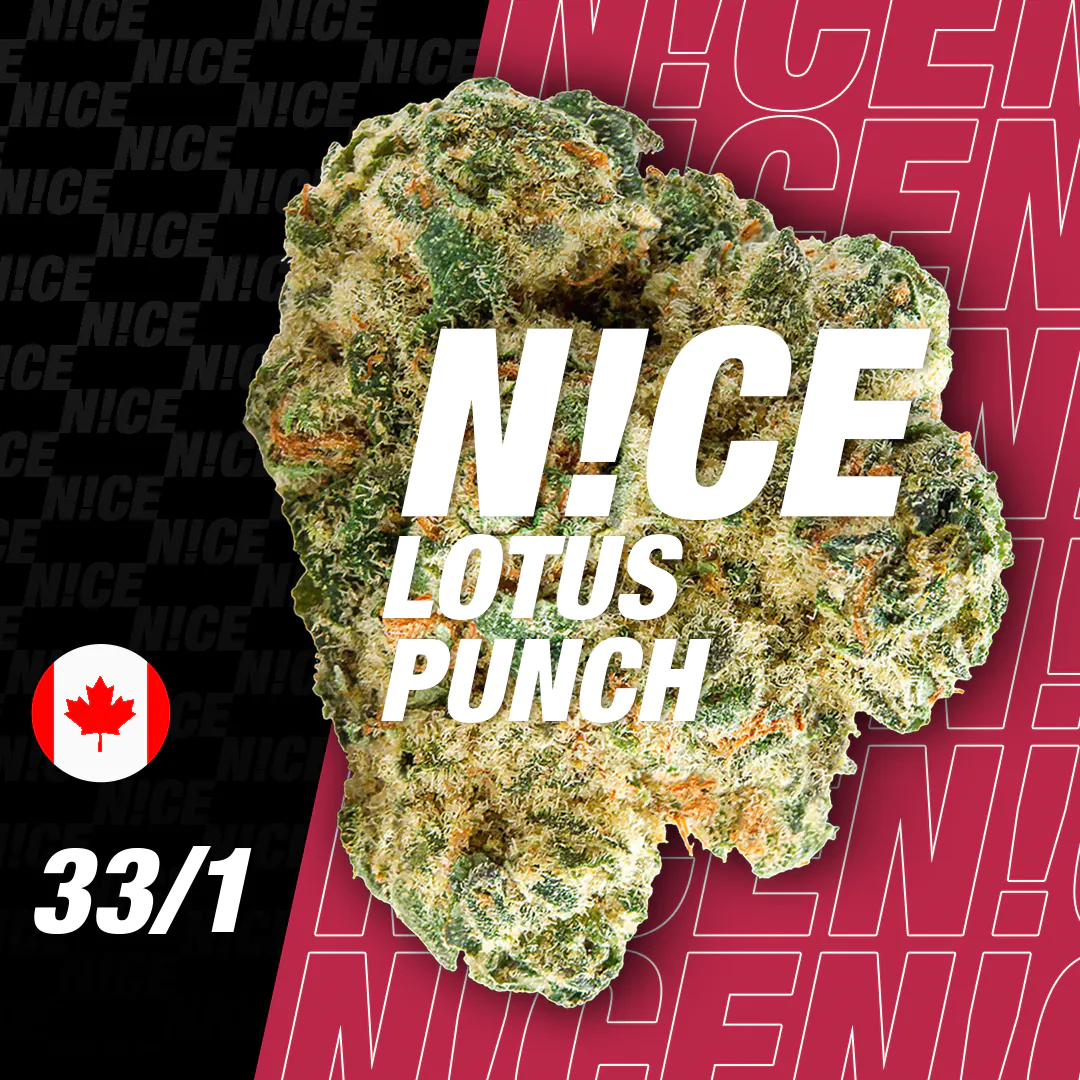 Image of NICE 33/1 LP