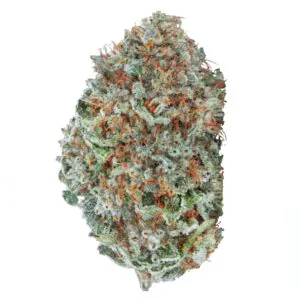 Image of enua 27/1 CYM CA