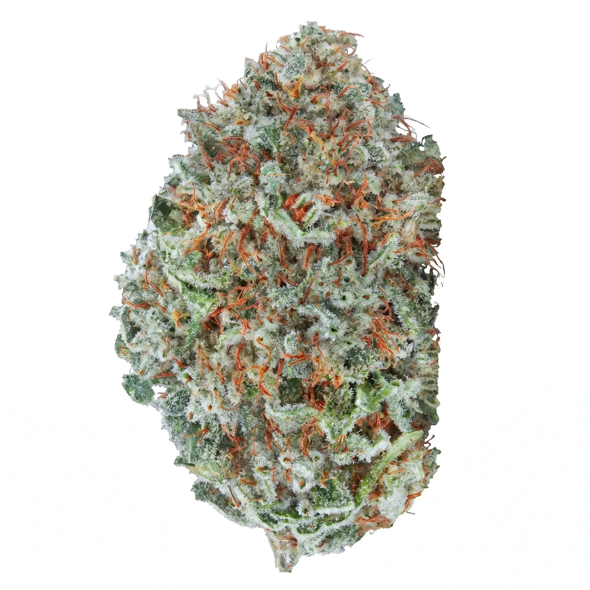 Image of enua 27/1 CYM CA