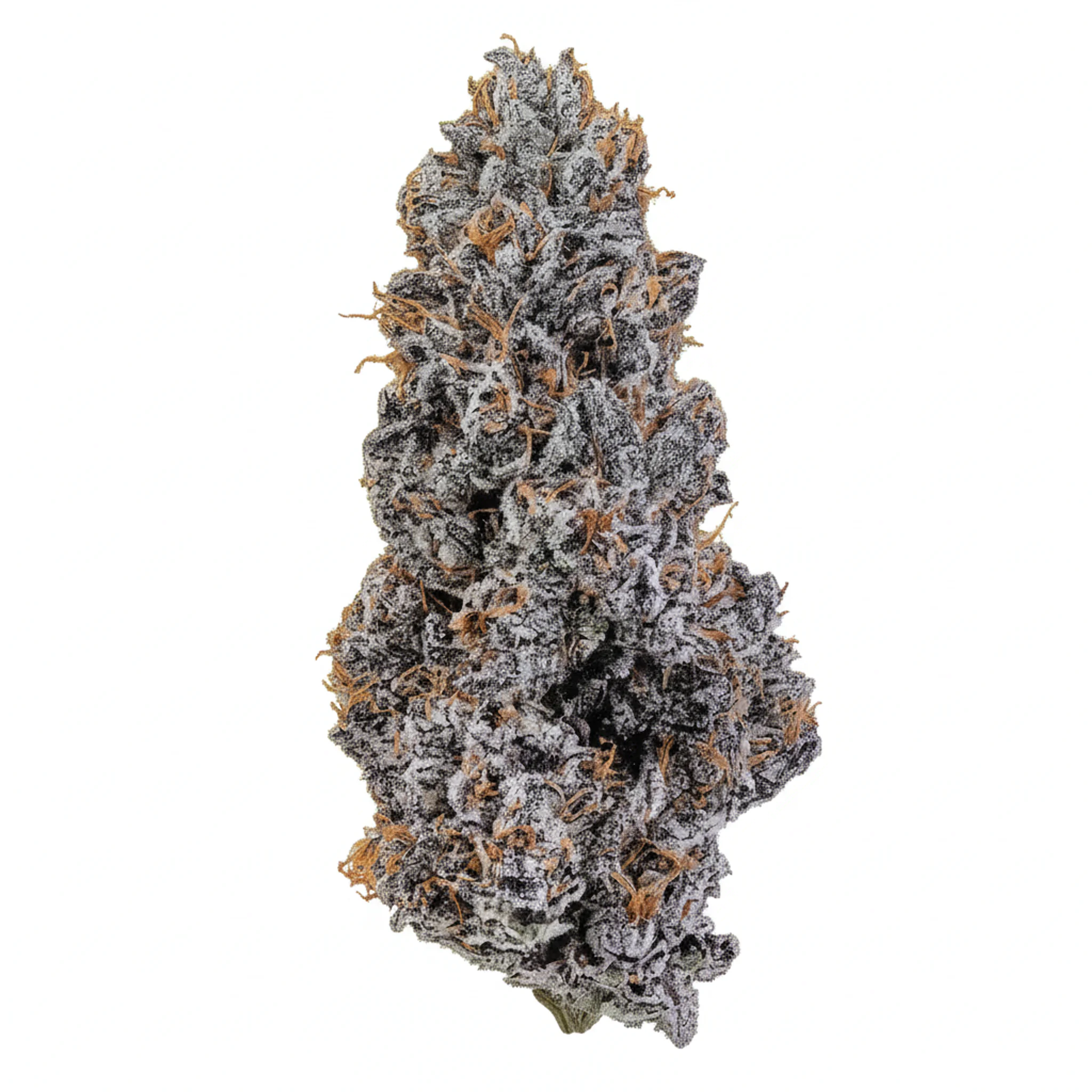 Image of 24/1 IUVO OC Ice Burn