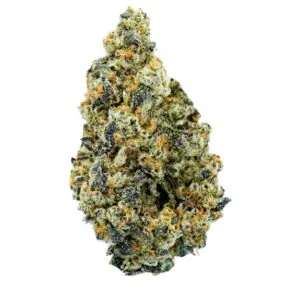 Image of Wildlife 32 CC CAN