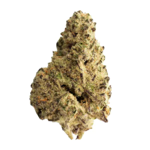 Image of ZOIKS 22/1 SLD