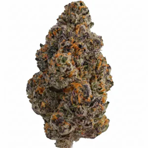 Image of Hollymood 25 G41 – Gelato 41