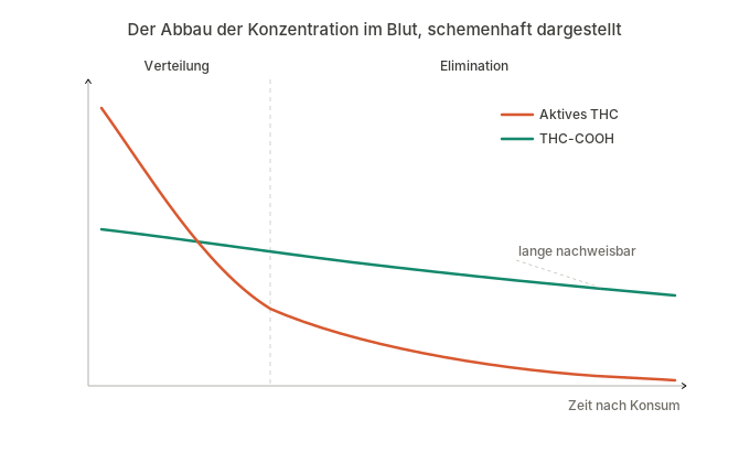 Das Bild zeigt schemenhaft den annähernd exponentiellen Verlauf, den der Abbau der THC-Konzentration im Blut aufweist. Gezeigt werden die beiden Phasen der Verteilung und Elimination.