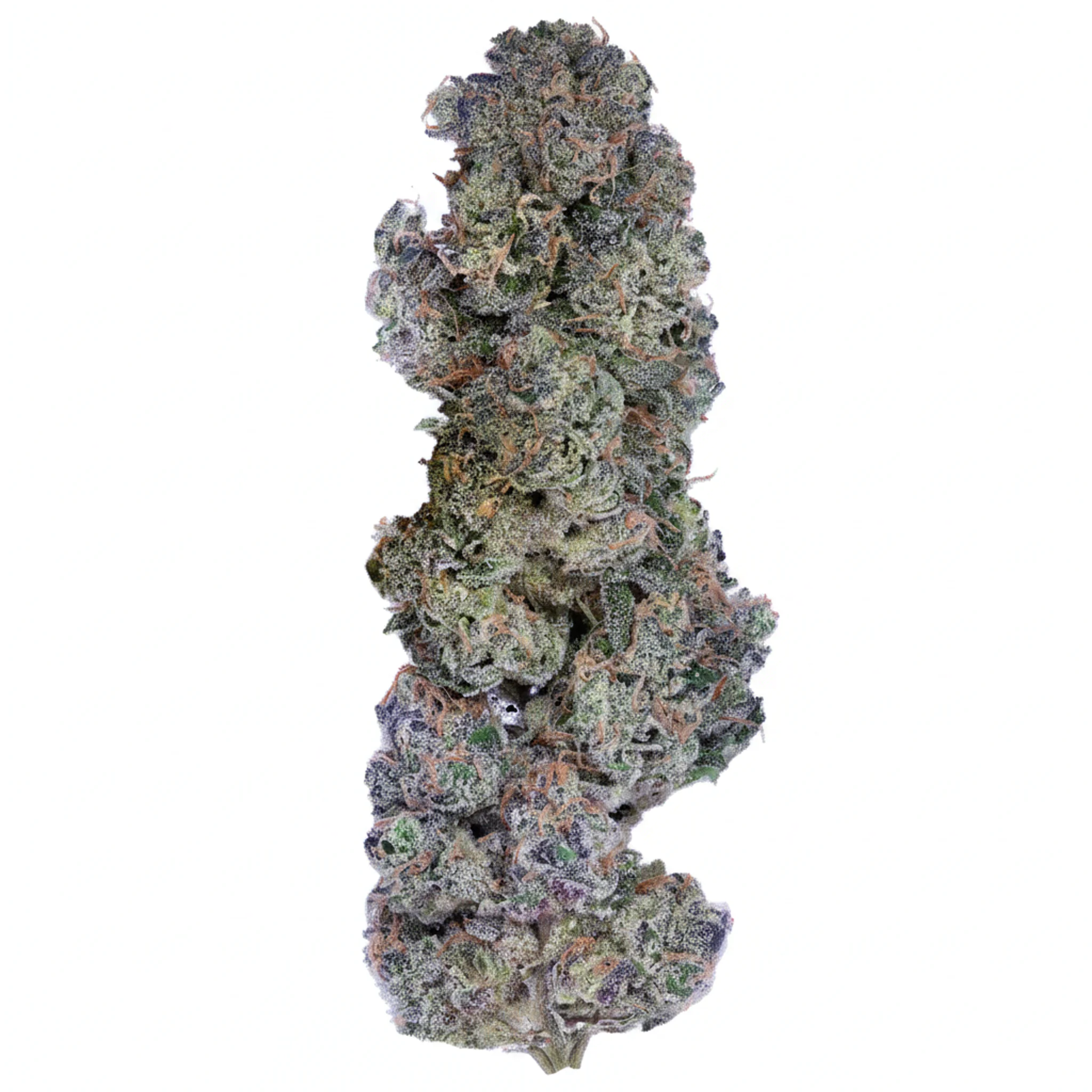 Image of Bathera 27 CA AB