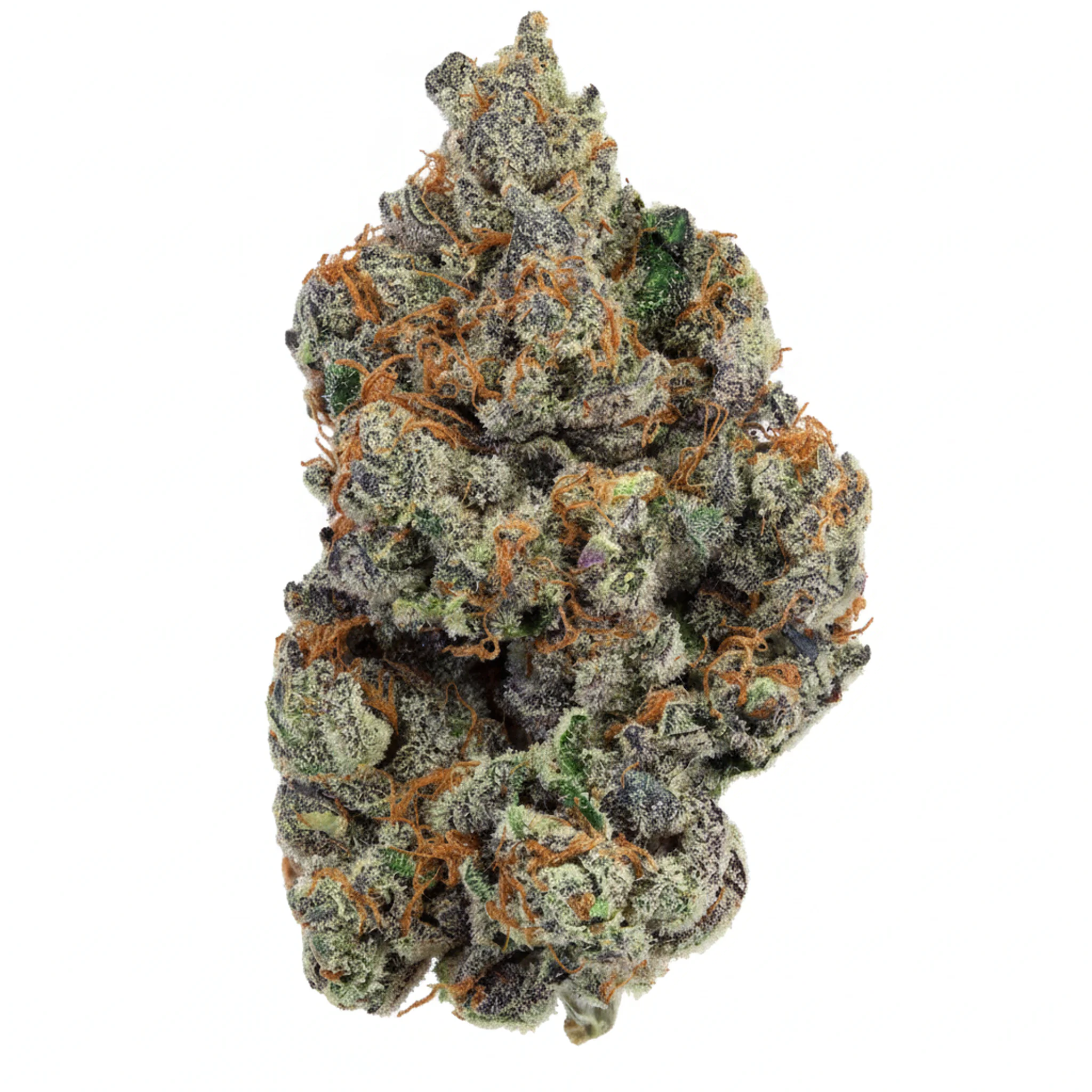Image of Bathera 27 CA GGP