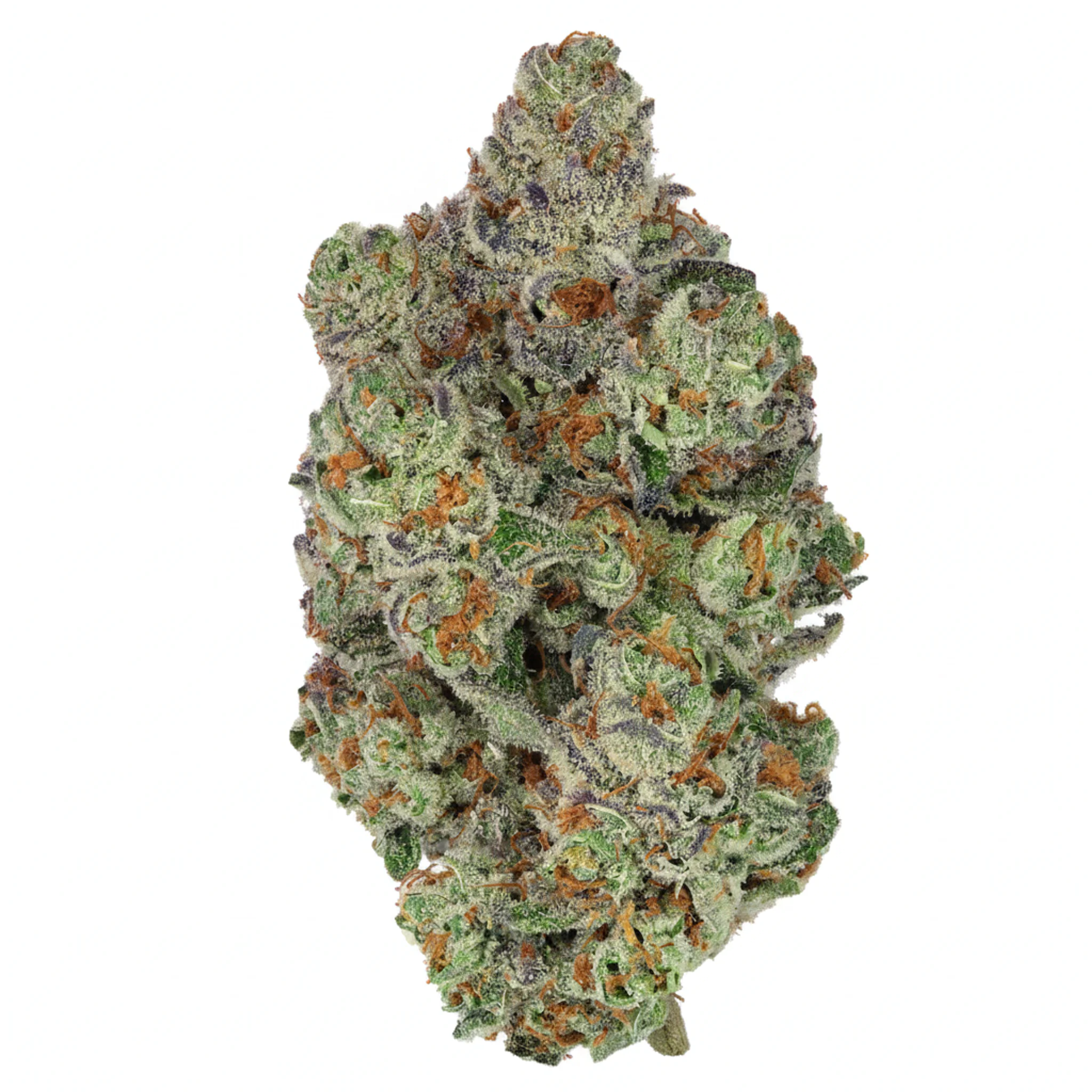Image of Bathera 29 CA CC