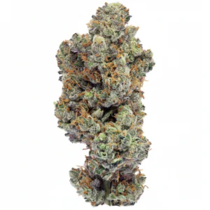 Image of Bathera 33 CA GB2