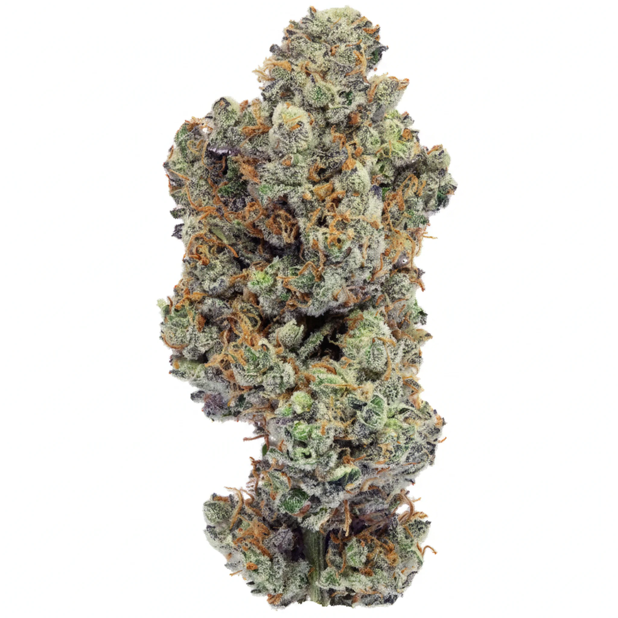 Bathera 33/1 CA GB2 Garlic Breath 2.0 Produktfoto