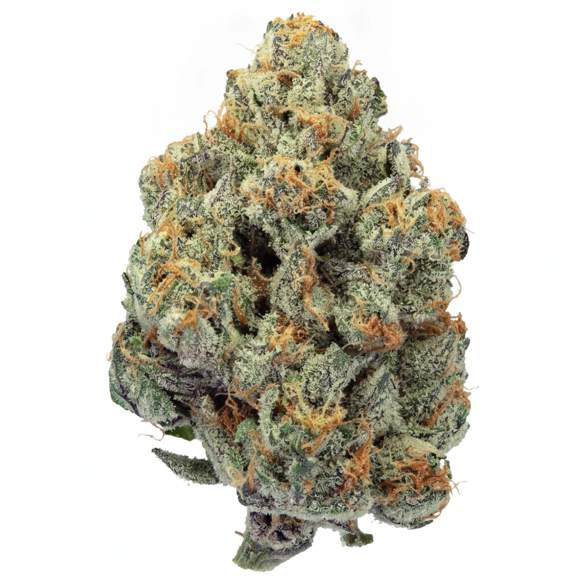 Image of Bathera 33 CA GMO