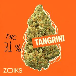 Image of ZOIKS 31/1 TG