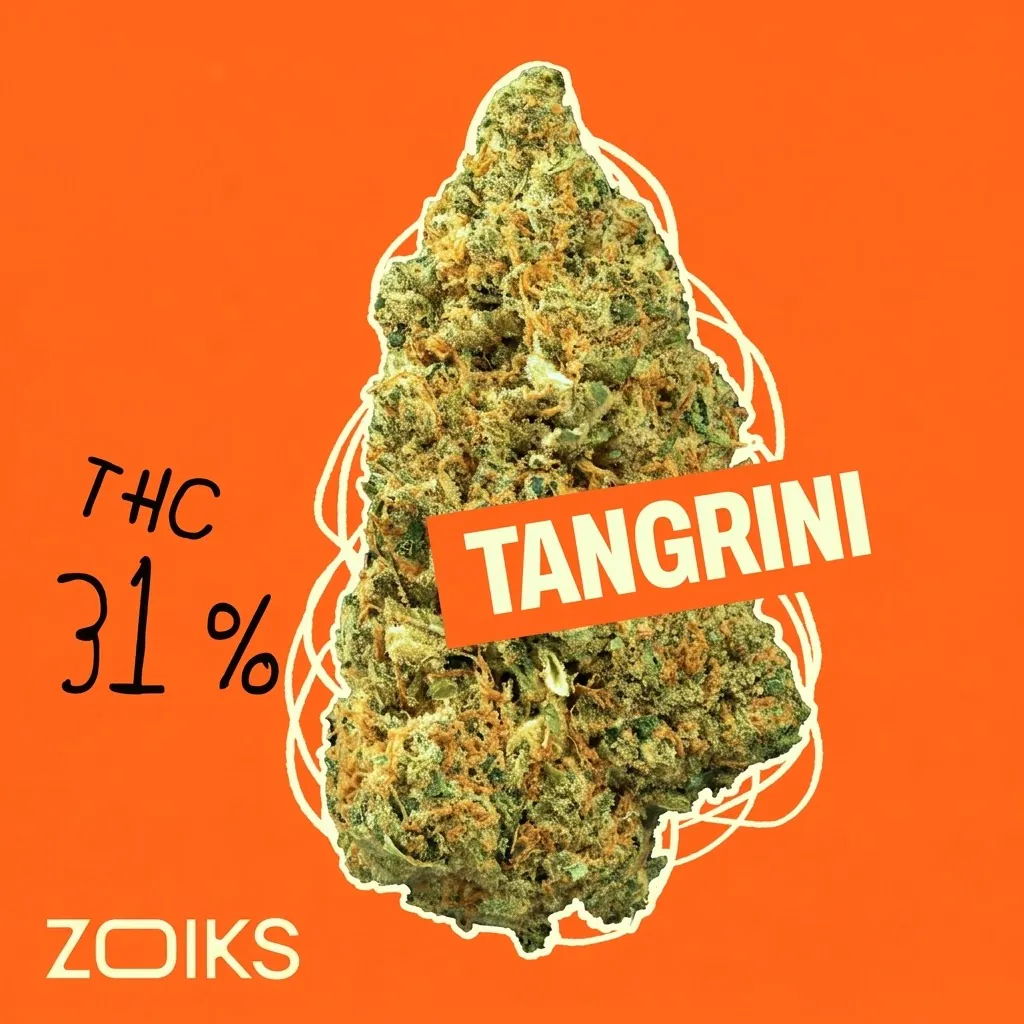 Image of ZOIKS 31/1 TG