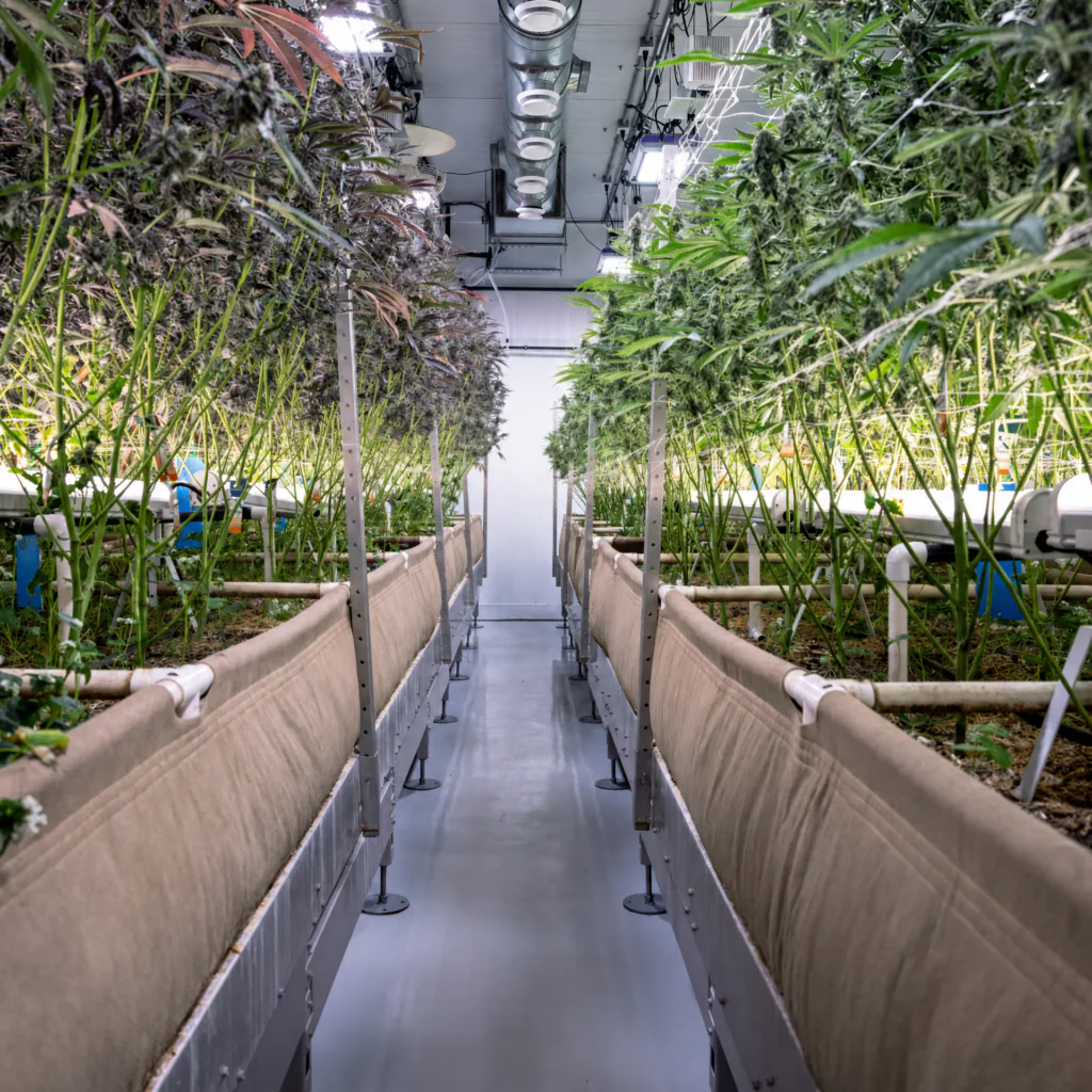 Living Soil – Was steckt hinter dem natürlichen Anbausystem?