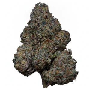 Image of 24/1 Amici RBO