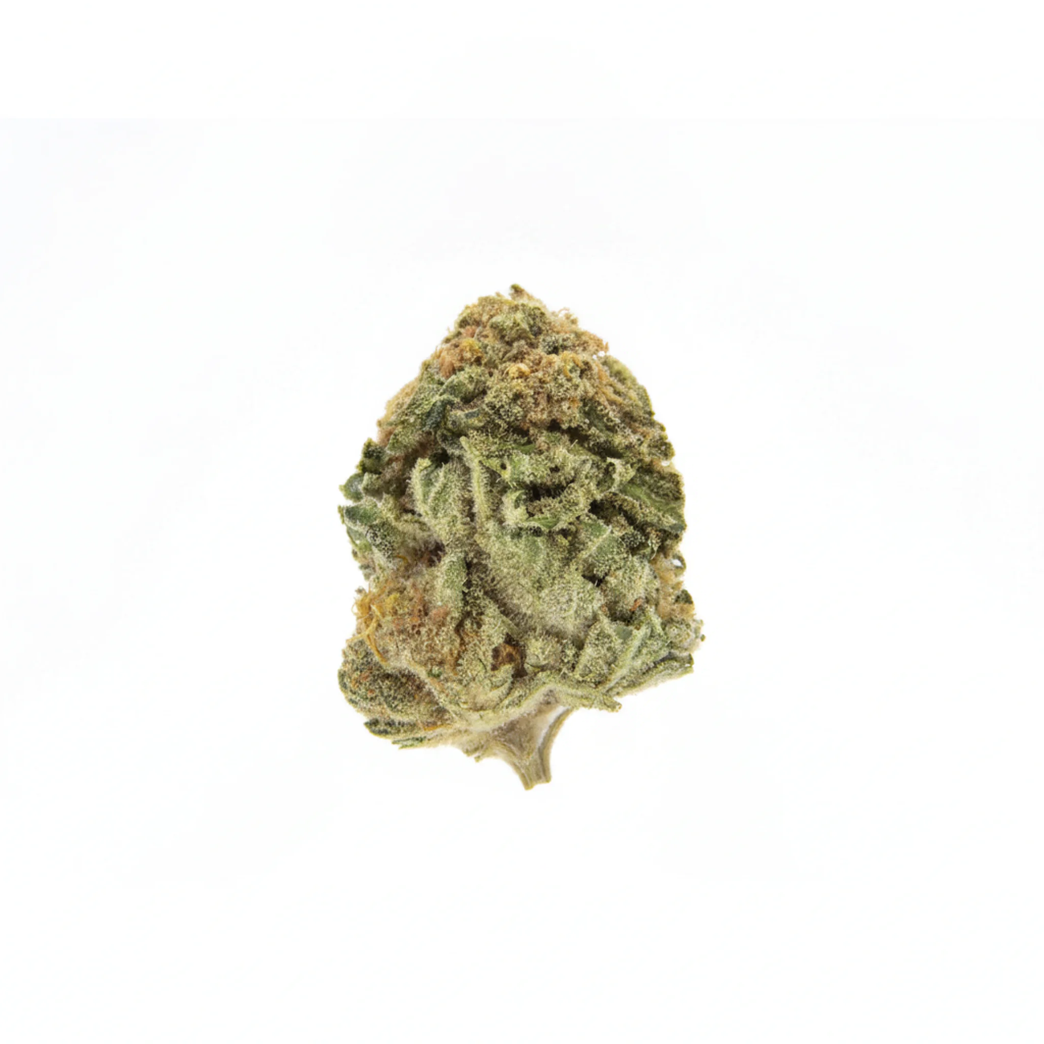 Image of 24/1 NICE LVC
