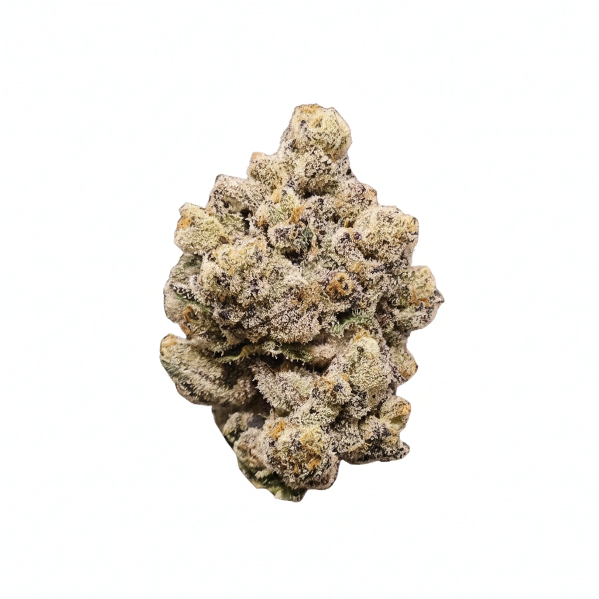 Image of 26/1 Amici BP