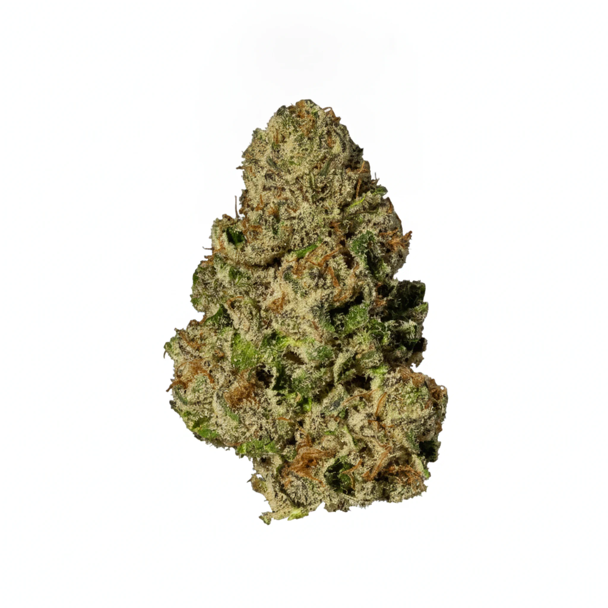 Image of 26/1 NICE NWA