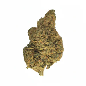 Image of 29/1 Amici SLE