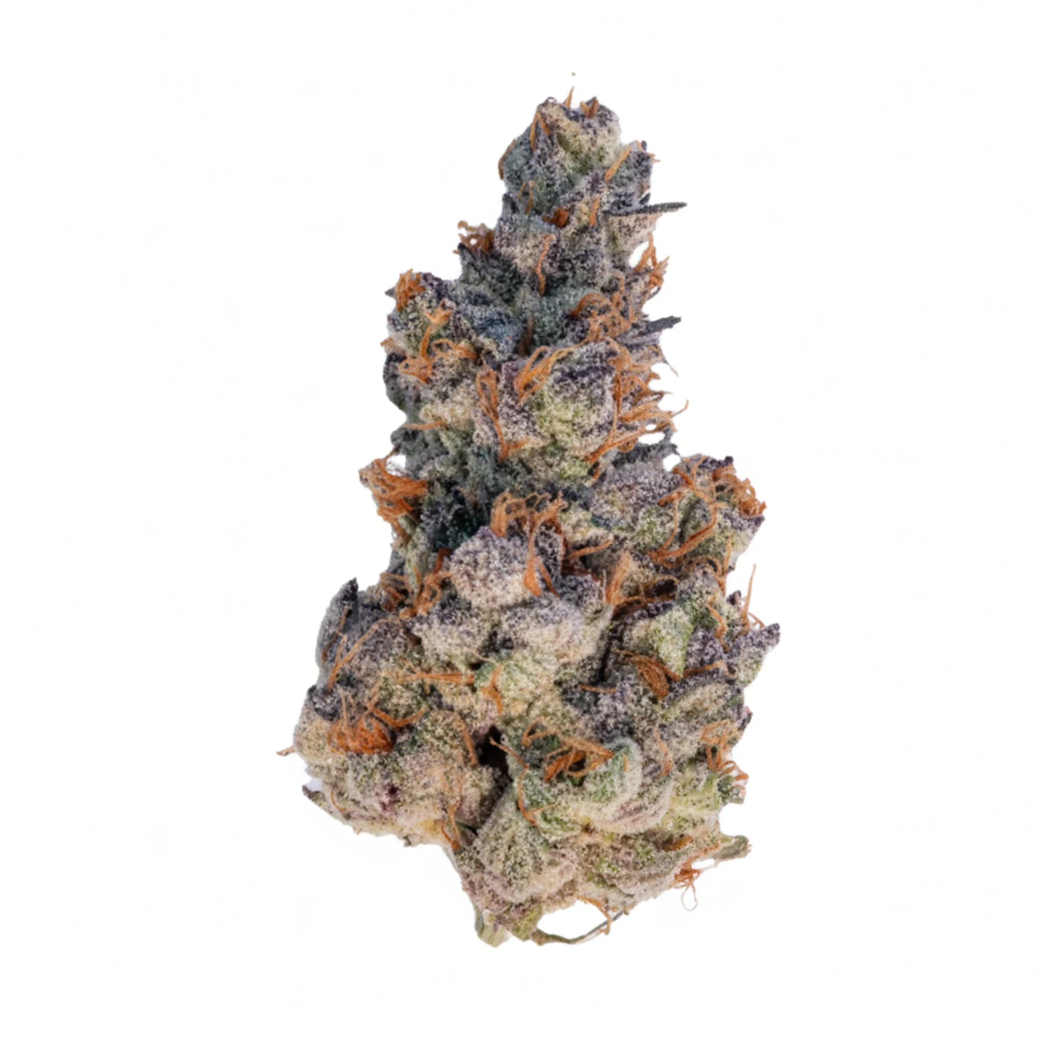 Image of 30/1 Amici GROG