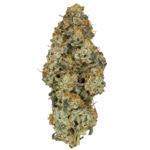 Image of 30/1 IUVO OC Platinum Oranges