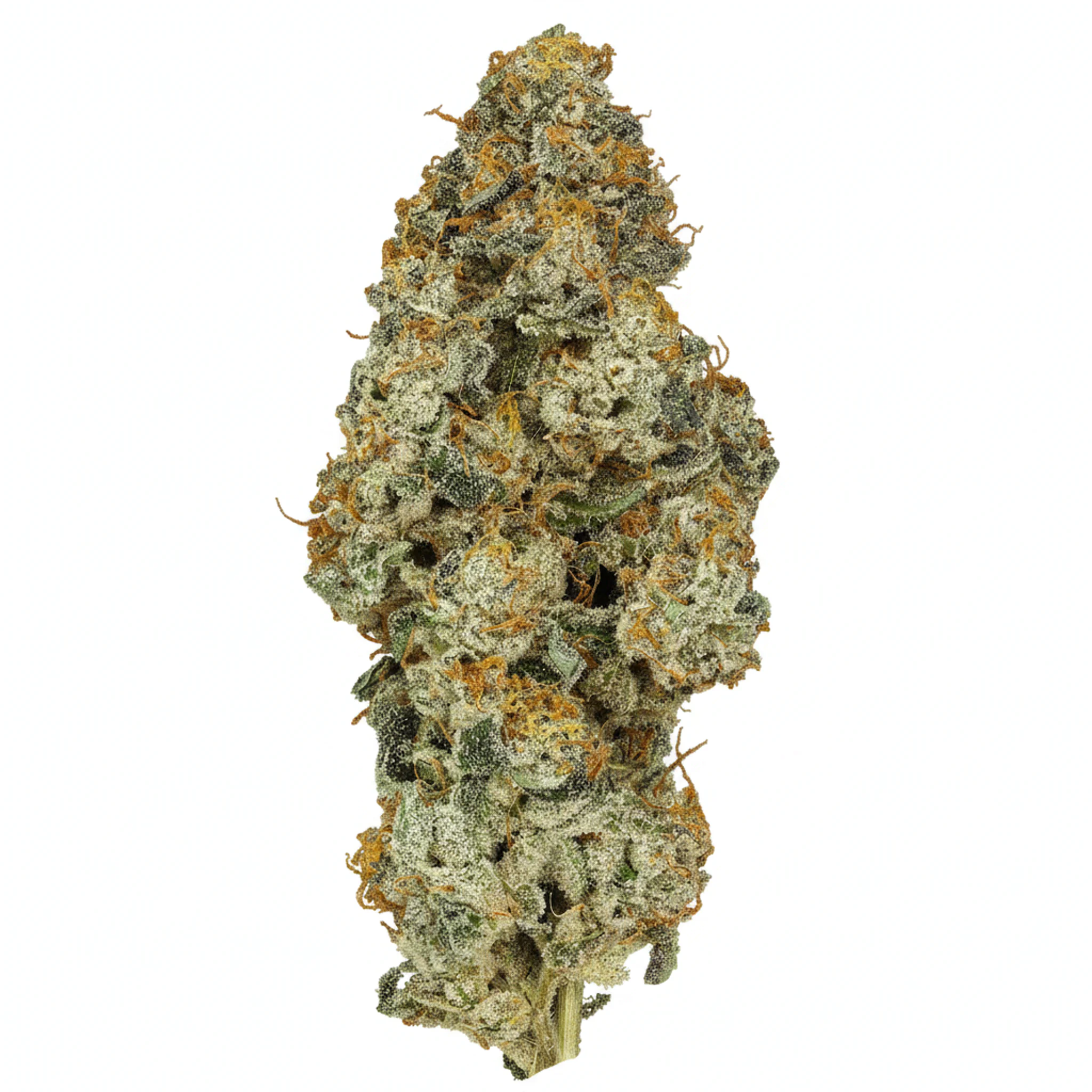 Image of 30/1 IUVO OC Platinum Oranges