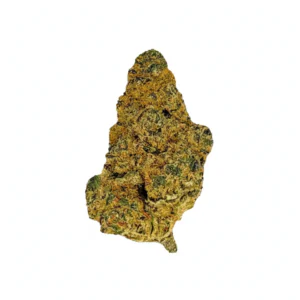 Image of 31/1 SHÜSH OPT