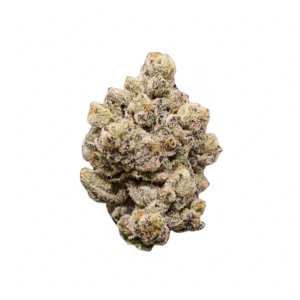 Image of 33/1 Amici GB