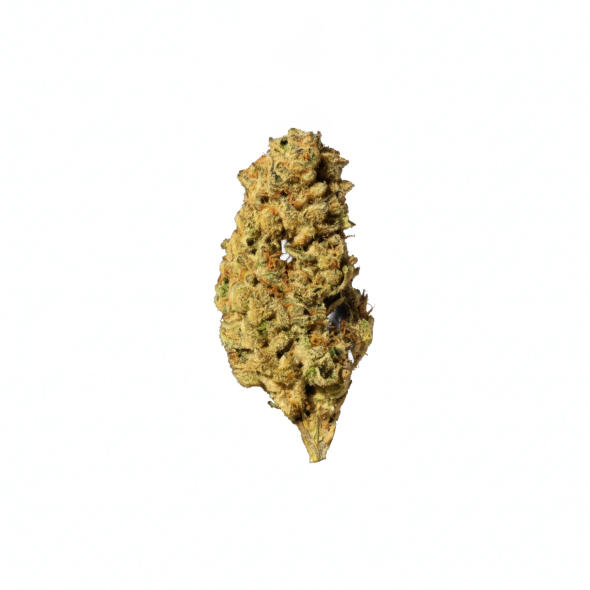 Image of 34/1 Amici BZ