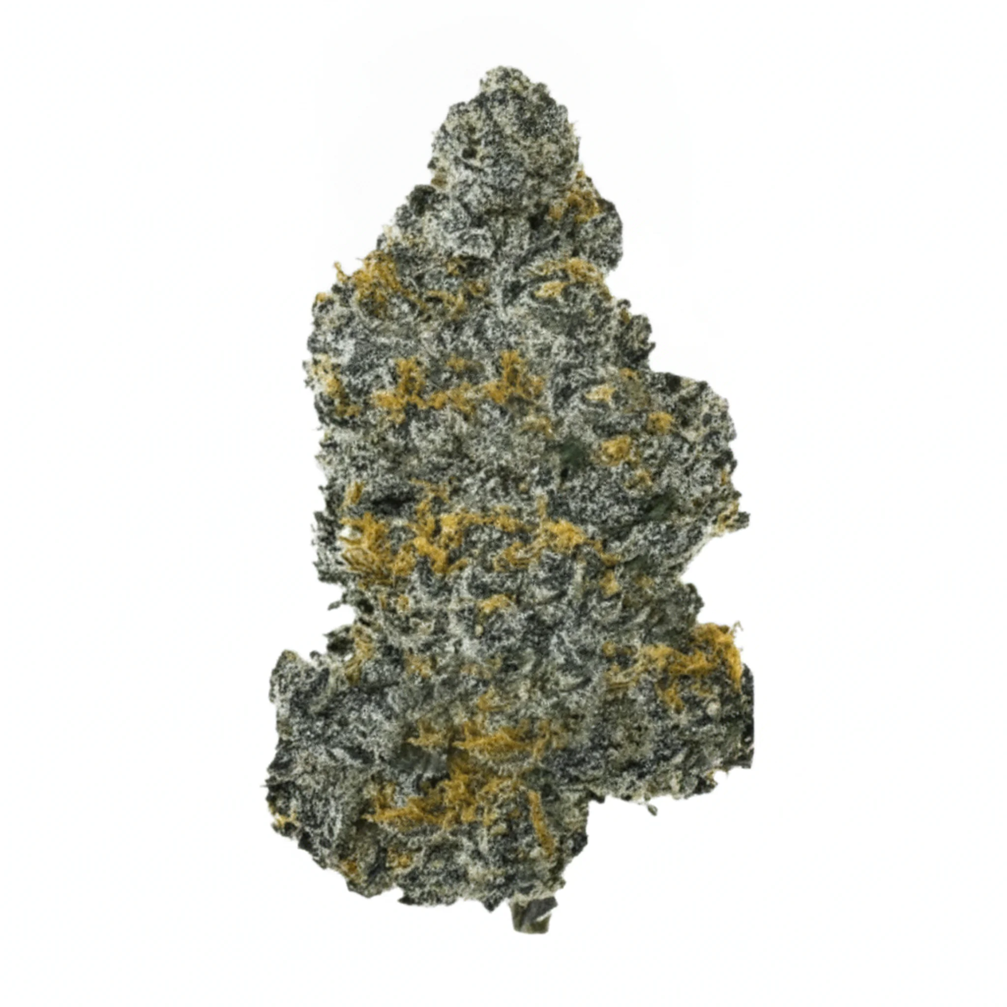 Image of buuo 24/1 SBLM