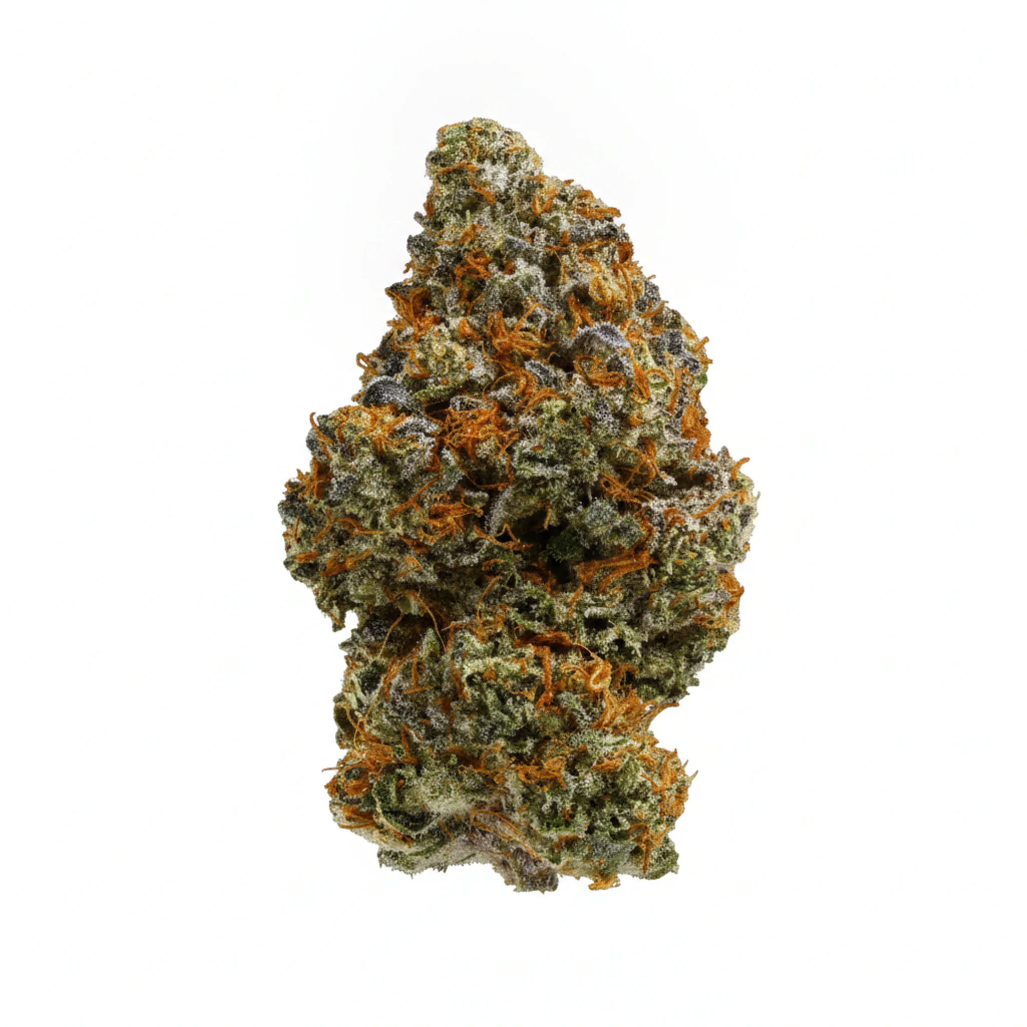 Image of Island Genetics KOGP 27/1