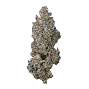 Image of PURPLEFARM 26/1 HB