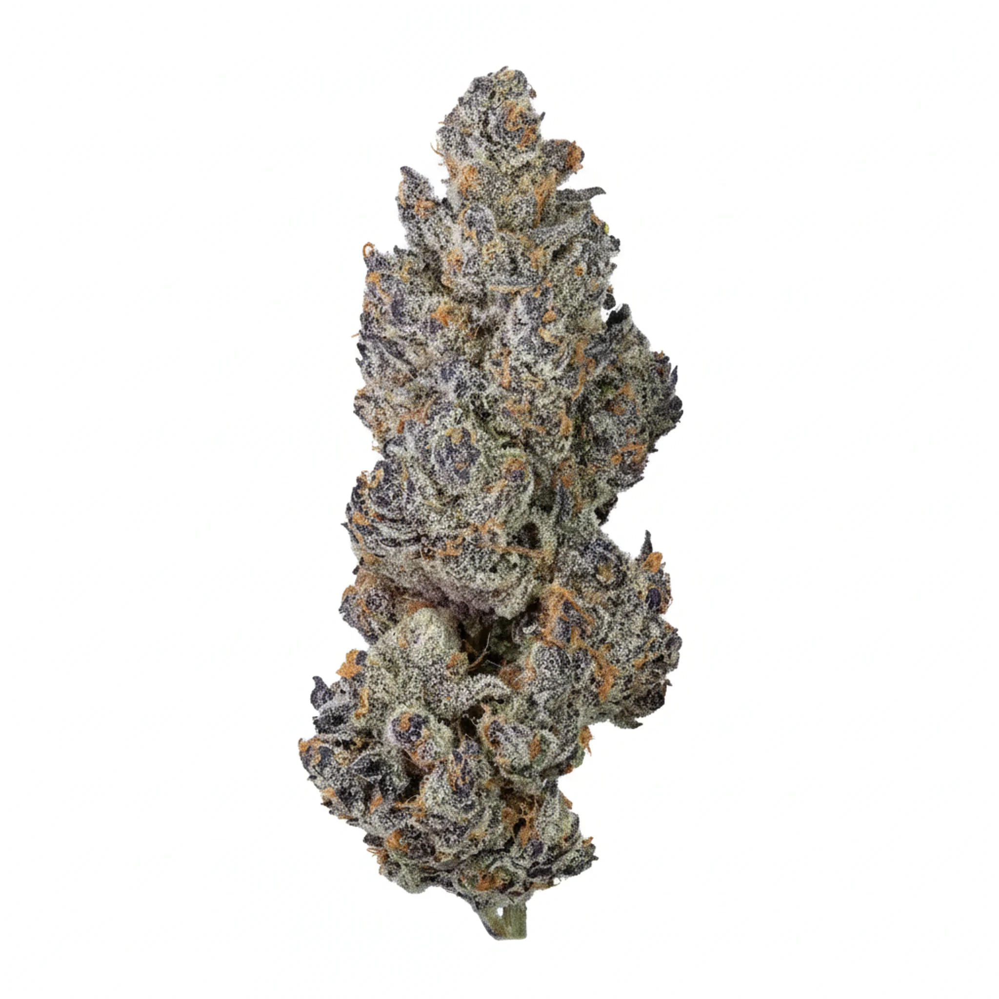 Image of PURPLEFARM 26/1 HB