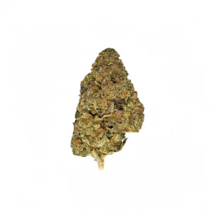 Image of 28/1 NICE JFP