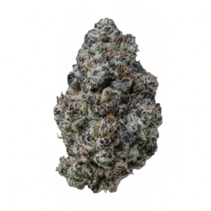 Image of Barongo 24/1 BC