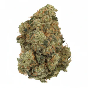 Image of Budza 24/1 WRZ