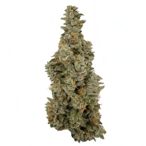 Image of CRQSH BGD 27/1
