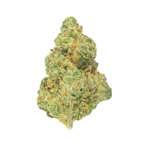 Image of enua 33/1 CCR CA