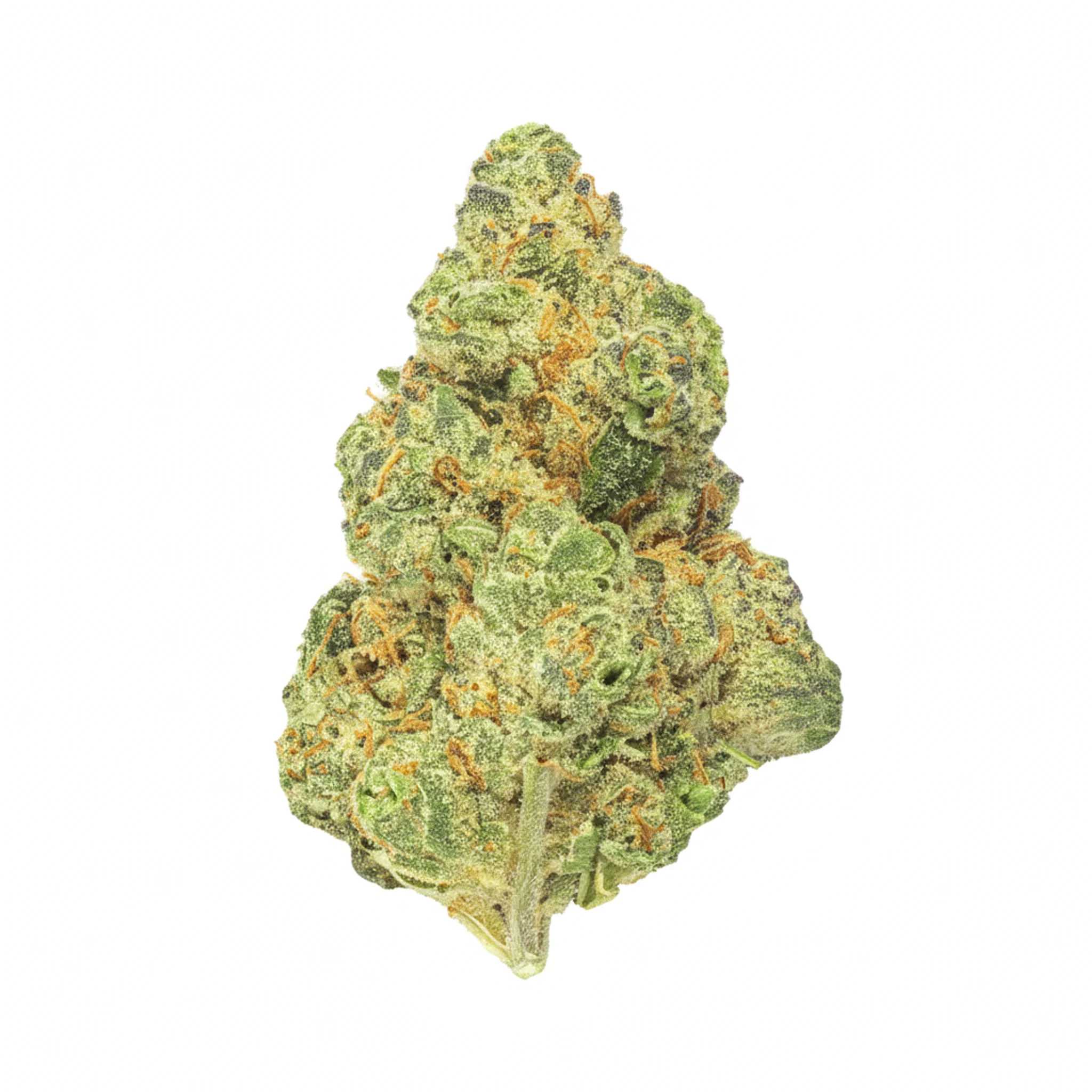 Image of enua 33/1 CCR CA