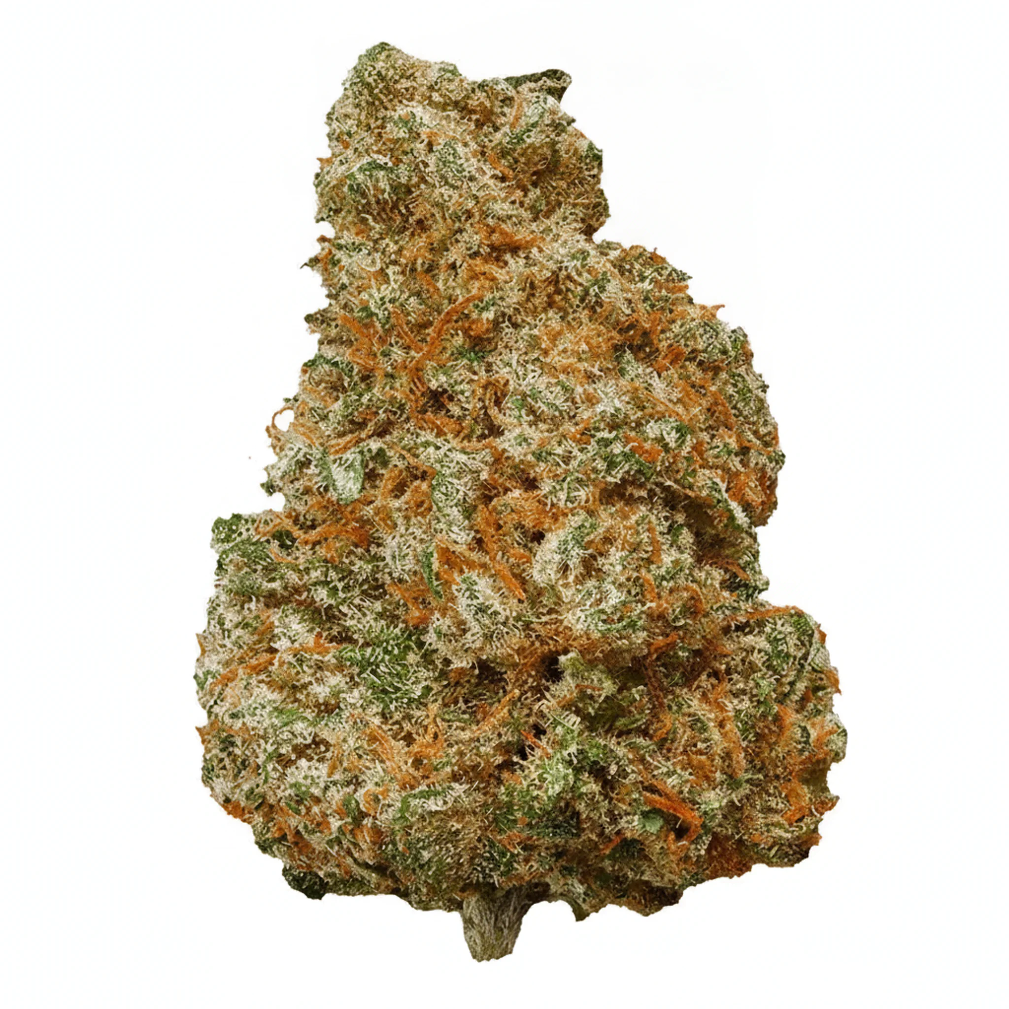 Image of Luana 28/1 GMS